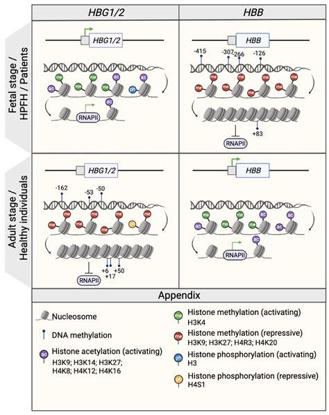 Regulation of β.